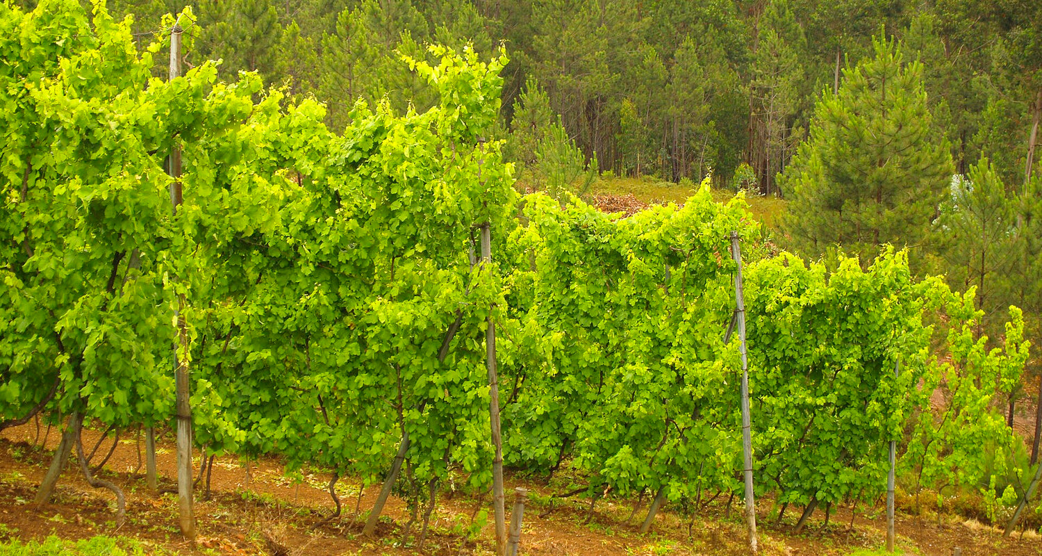 Lush lime-green Vinho Verde vines on traditional granite poles with pine forest behind, Minho, northern Portugal. Photo: fotos_dos_ornelas (CC BY 2.0)