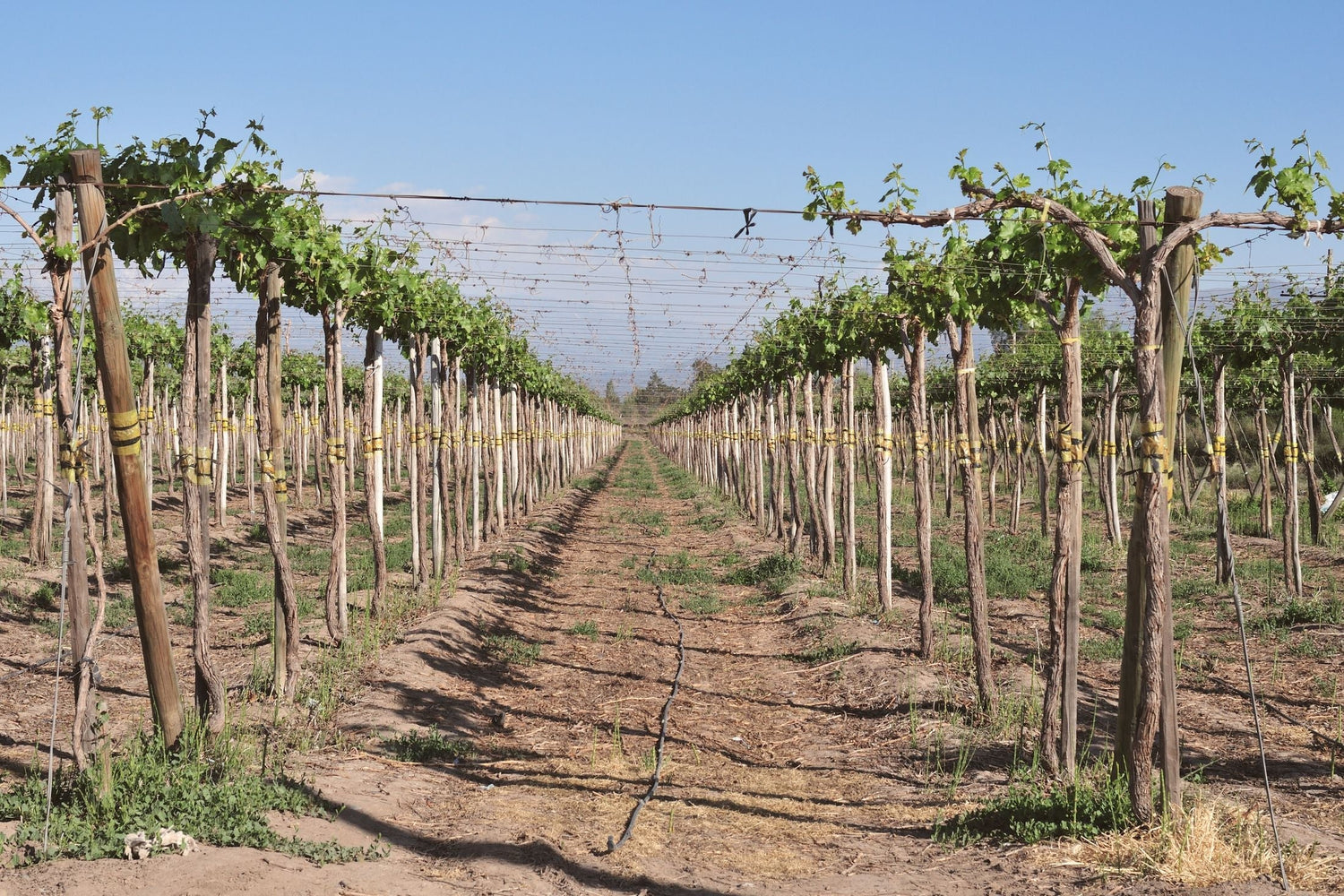 Chilean vineyard with overhead trellis training and yellow vine ties, rows stretching to hazy mountains under a blue sky, Santiago Metropolitan Region