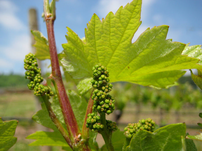 Viognier