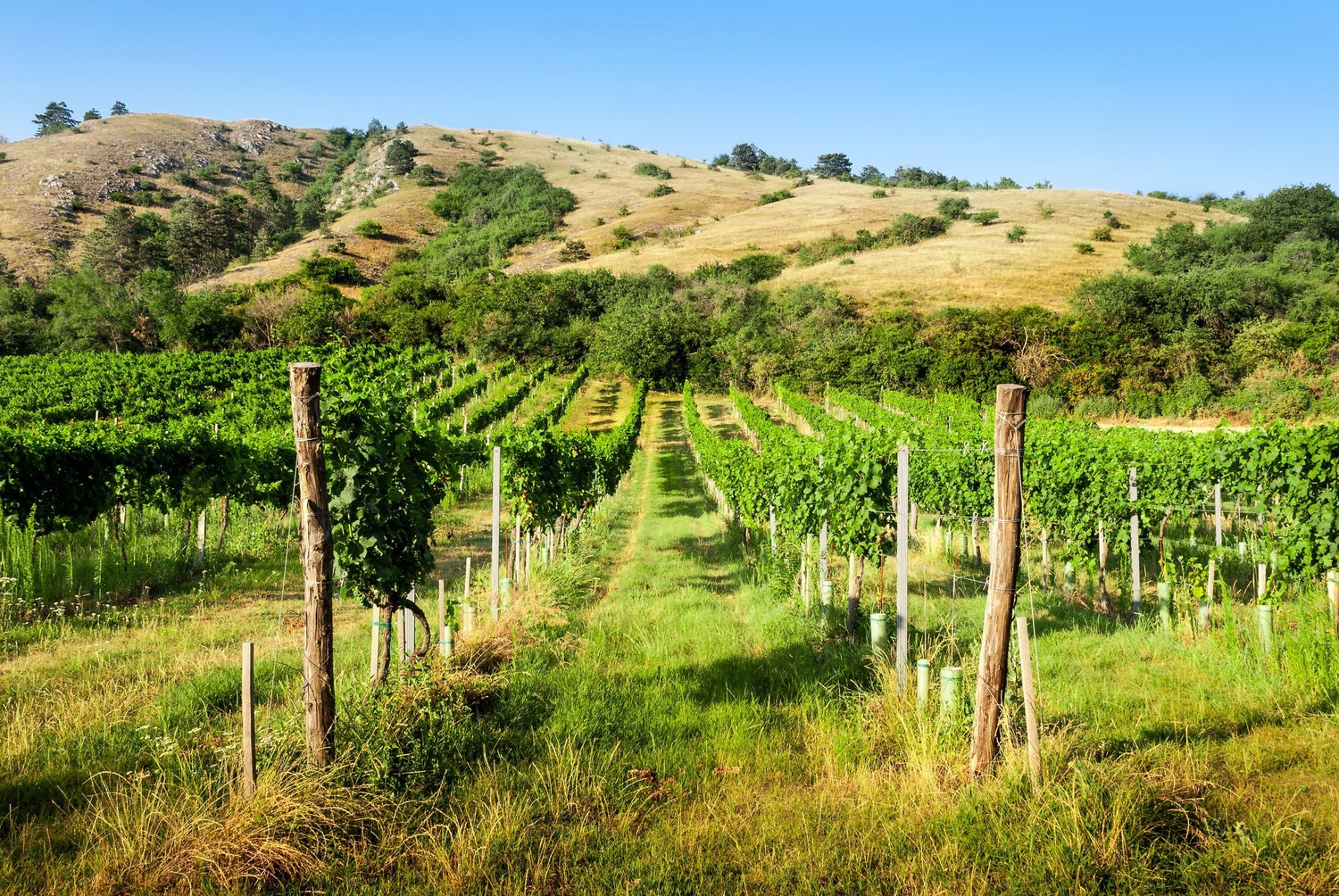 Green summer vineyards on gentle slopes below dry golden karst hills, Vipava Valley wine region, western Slovenia