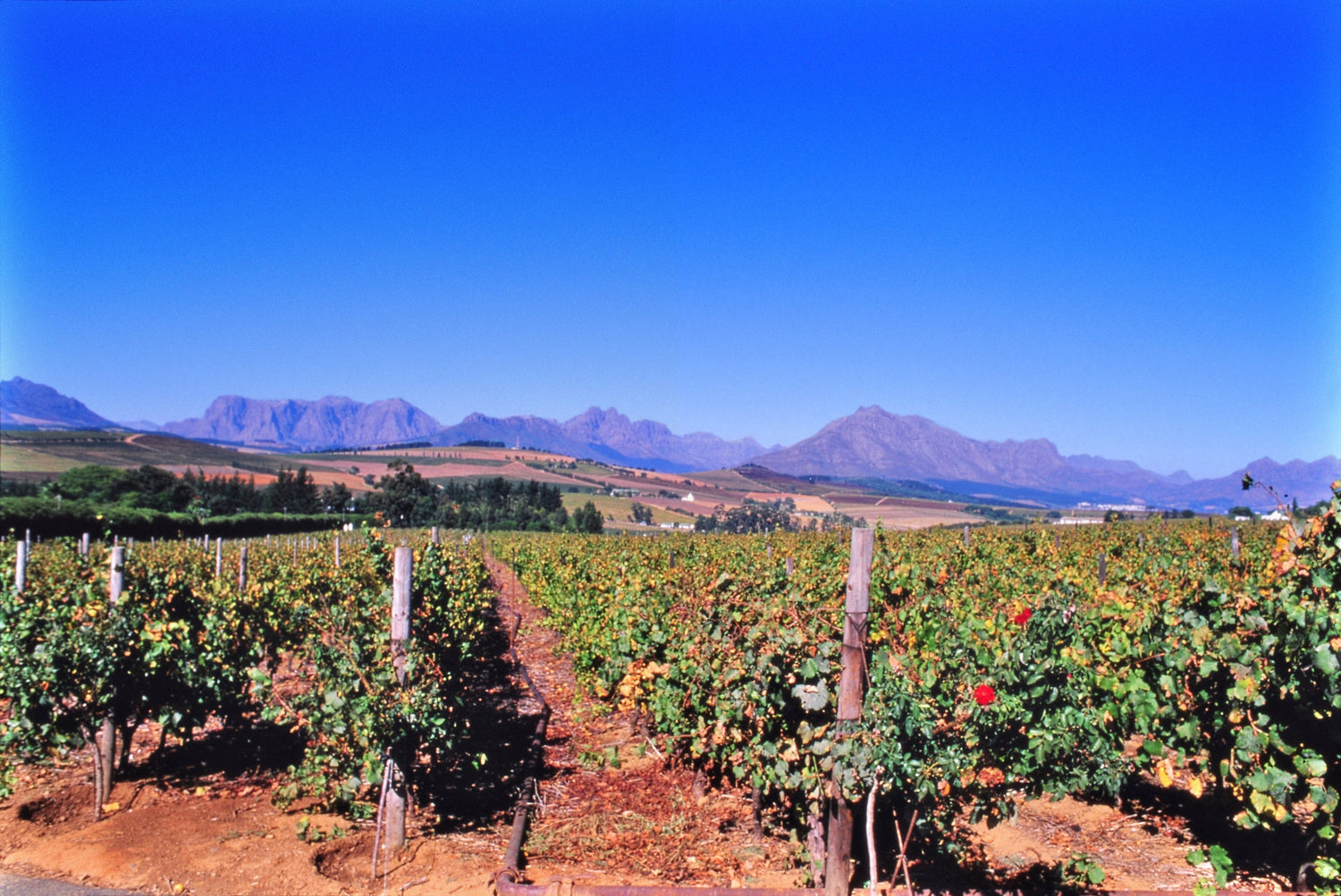 Stellenbosch vineyard with autumn vines and red roses at row ends, dramatic mountains under a vivid blue sky, Western Cape. Photo: pedrik (CC BY 2.0)