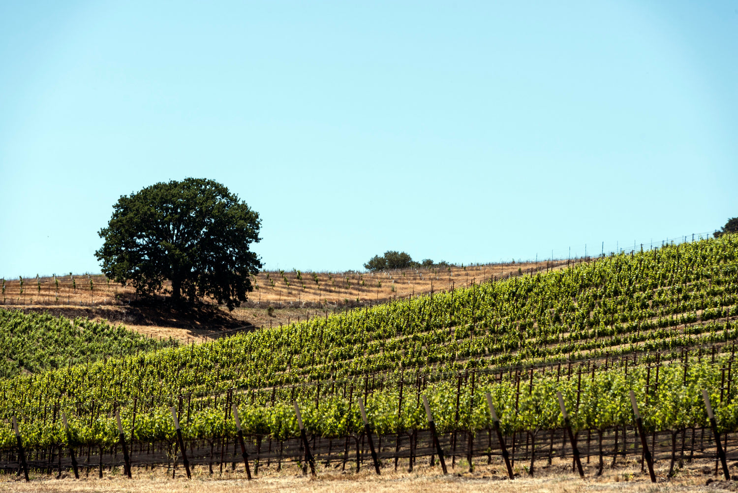 Rolling California vineyard hillside in summer with green vine rows and a solitary oak tree on the slope, Paso Robles wine country