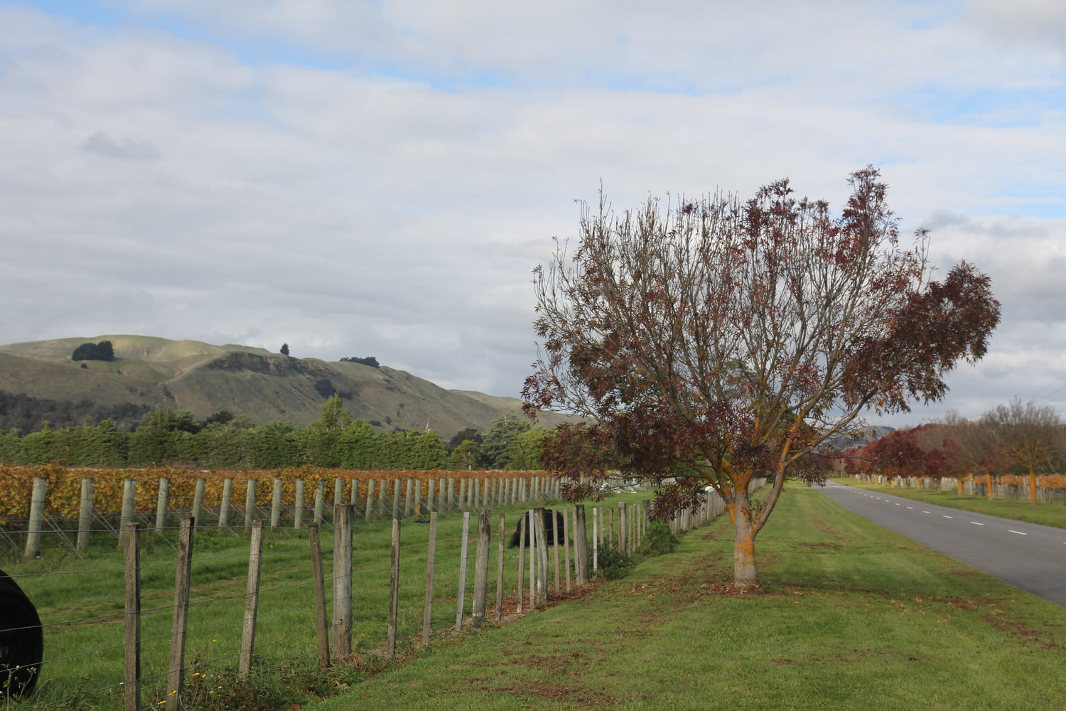 Autumn vineyard rows in Martinborough, Wairarapa wine region, New Zealand, with rolling green hills beyond. Photo: jonathanischoice (CC BY 2.0)