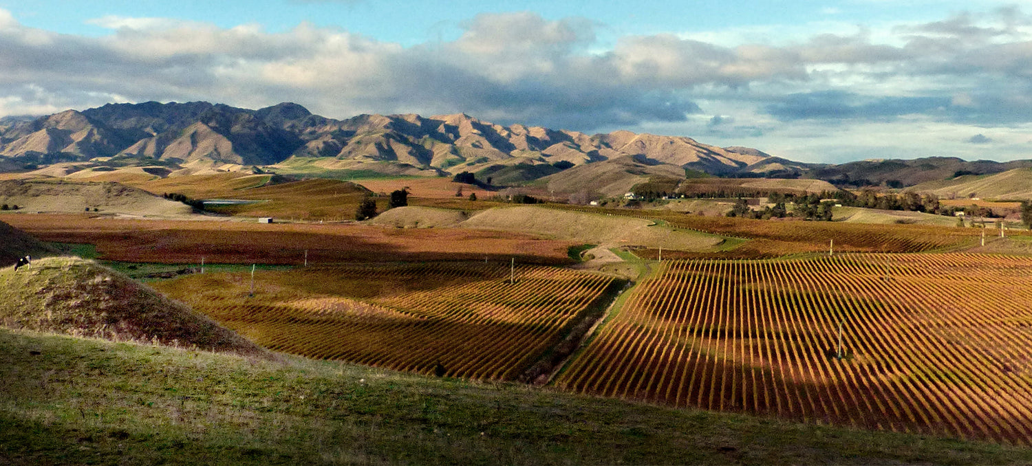 Panoramic view of autumn-gold Wairau Valley vineyards in Marlborough, New Zealand, with the Richmond Range mountains behind