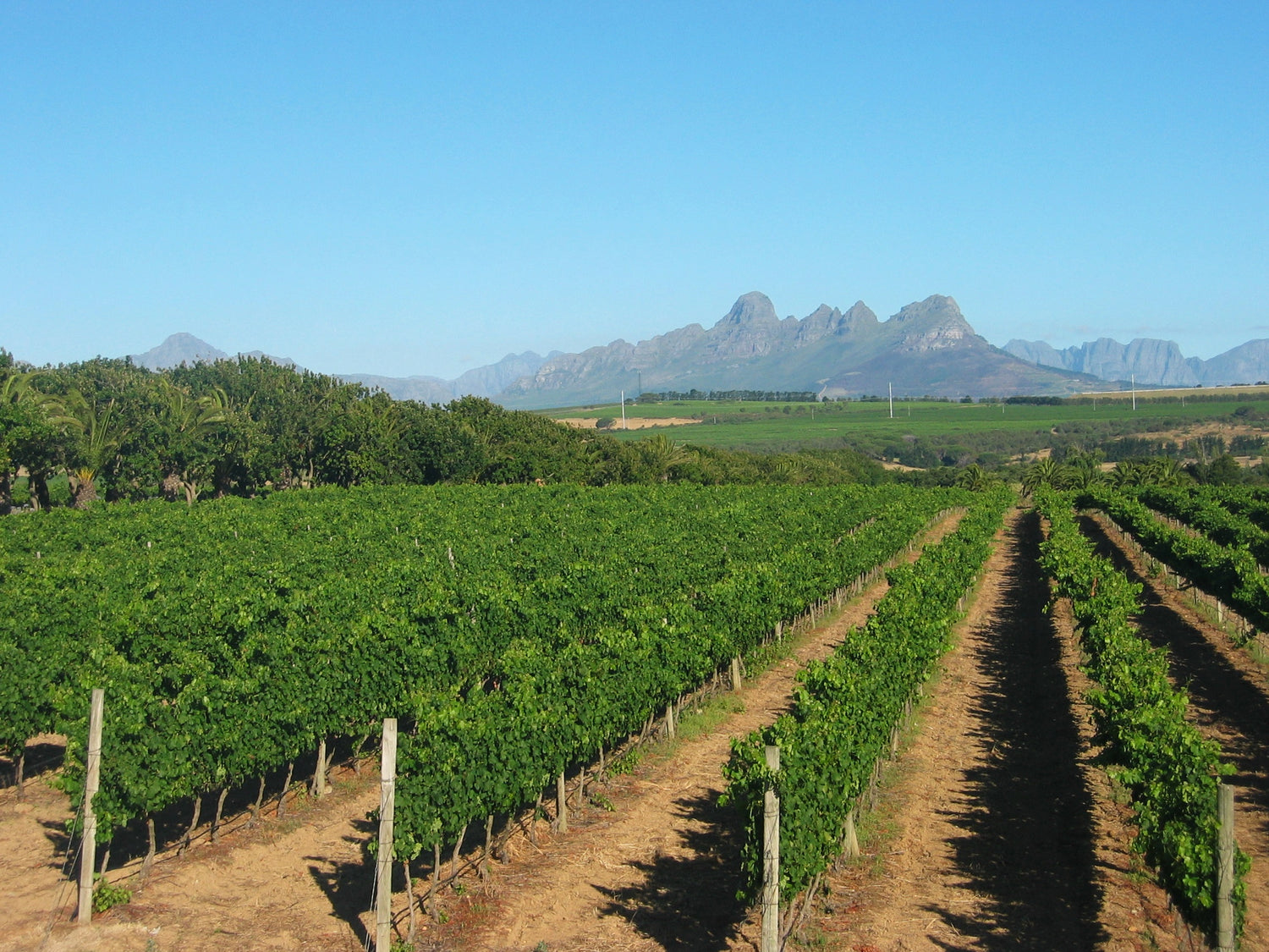 Lush green vineyard rows stretching toward dramatic rugged mountain peaks under clear blue sky, Stellenbosch, Western Cape, South Africa