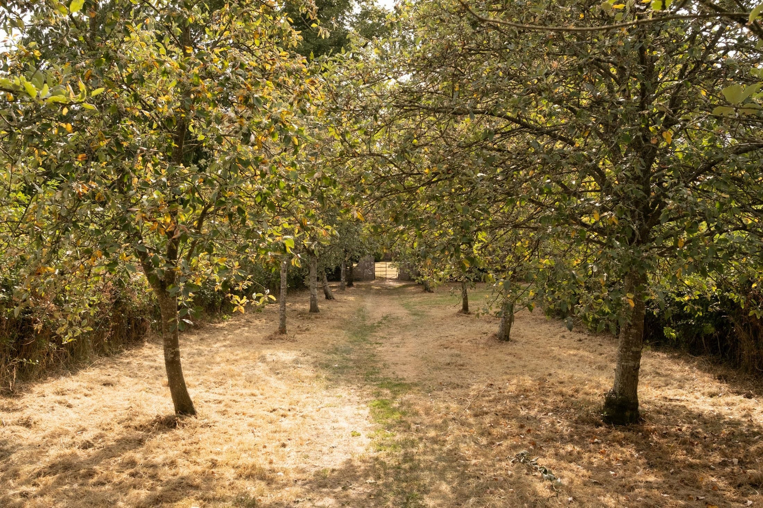 Tree-lined orchard path with mature fruit trees in late-season foliage leading to a wooden farm gate, Williams Grove estate