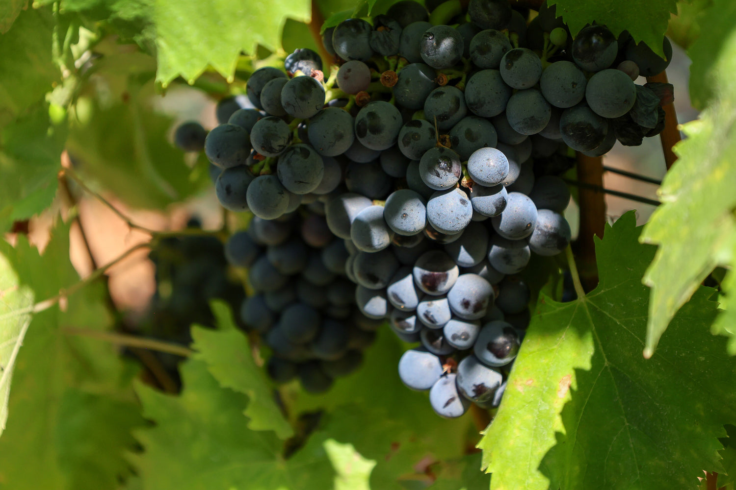 Dark ripe wine grapes clustered on the vine surrounded by bright green leaves at harvest time, Windsor vineyards. Photo: flowcomm (CC BY 2.0)