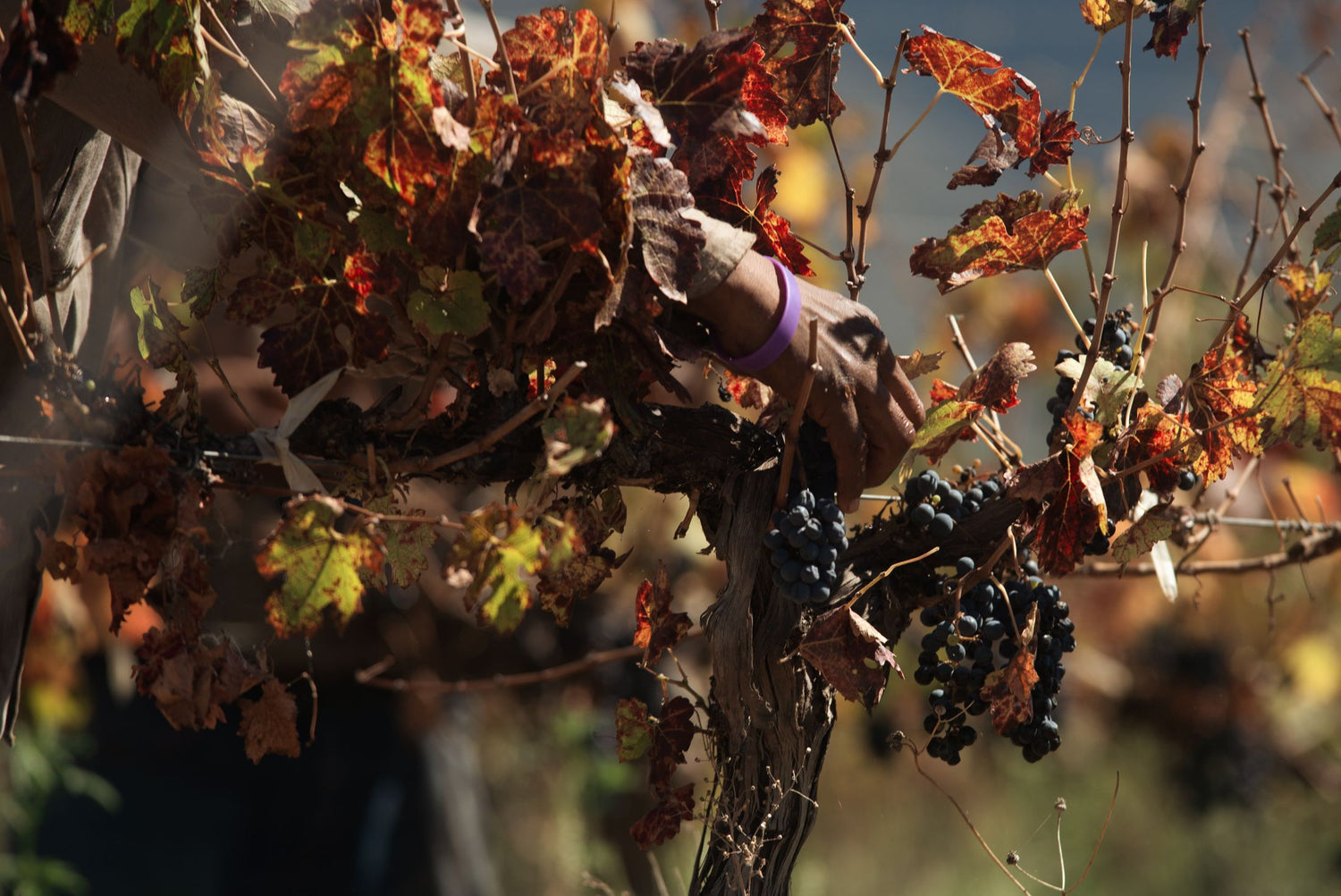 A harvester's gloved hand reaches through brilliantly coloured autumn leaves to pick clusters of dark grapes from an old vine