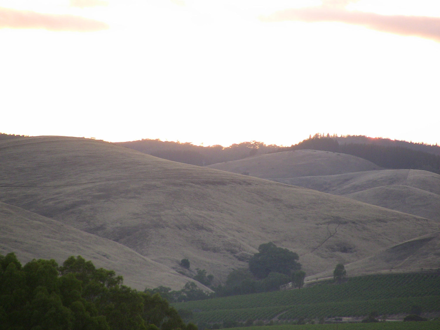 Sunset over rolling golden hills with vineyard rows in the lower valley and eucalyptus trees, Barossa Valley, South Australia. Photo: Jeff Marquis (CC BY 2.0)