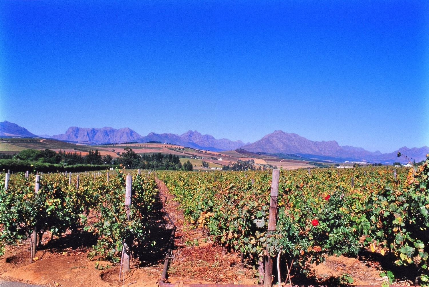 Vineyard rows with late-season golden foliage stretching toward the dramatic Stellenbosch mountain range under blue sky. Photo: pedrik (CC BY 2.0)