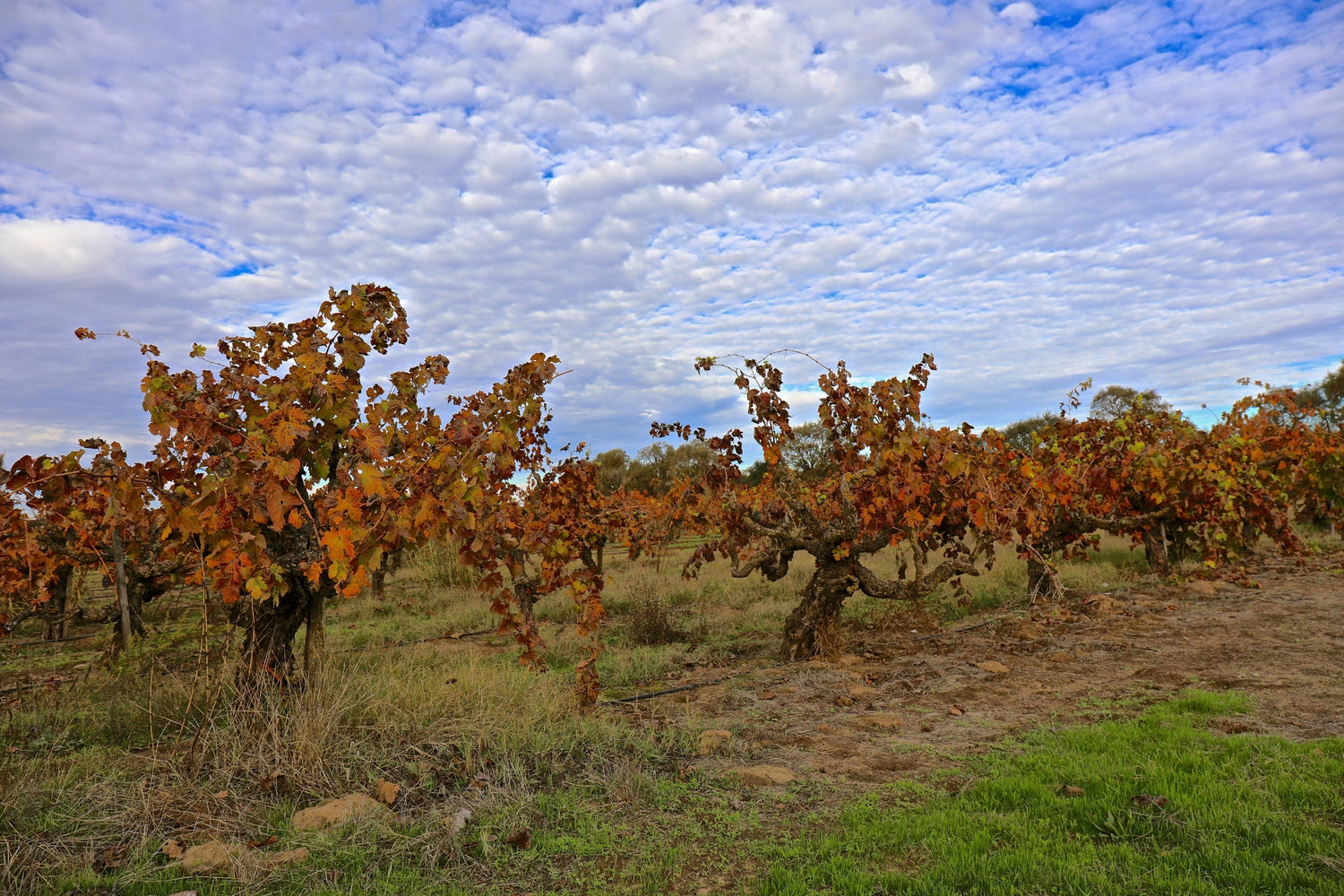 Old gnarly bush-vine Zinfandel in autumn with burnt-orange leaves under a dramatic cloudy sky, Lodi, California. Photo: Randy Caparoso (CC BY-SA 4.0)