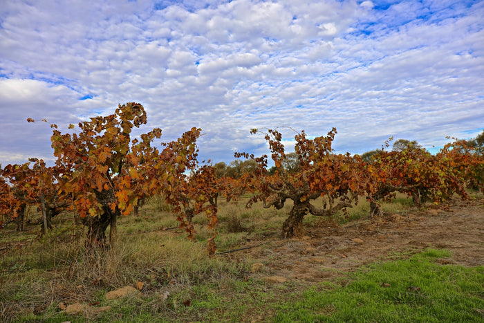 Zinfandel
