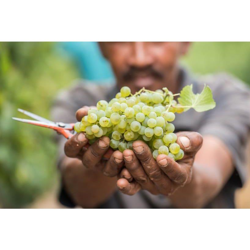 Bon Courage Dry Gewürztraminer Wine