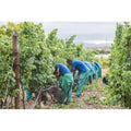 Bon Courage Estate – Vineyard at harvest in Robertson Valley