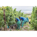 Bon Courage Cabernet Sauvignon – Wine, Stellenbosch lifestyle photograph