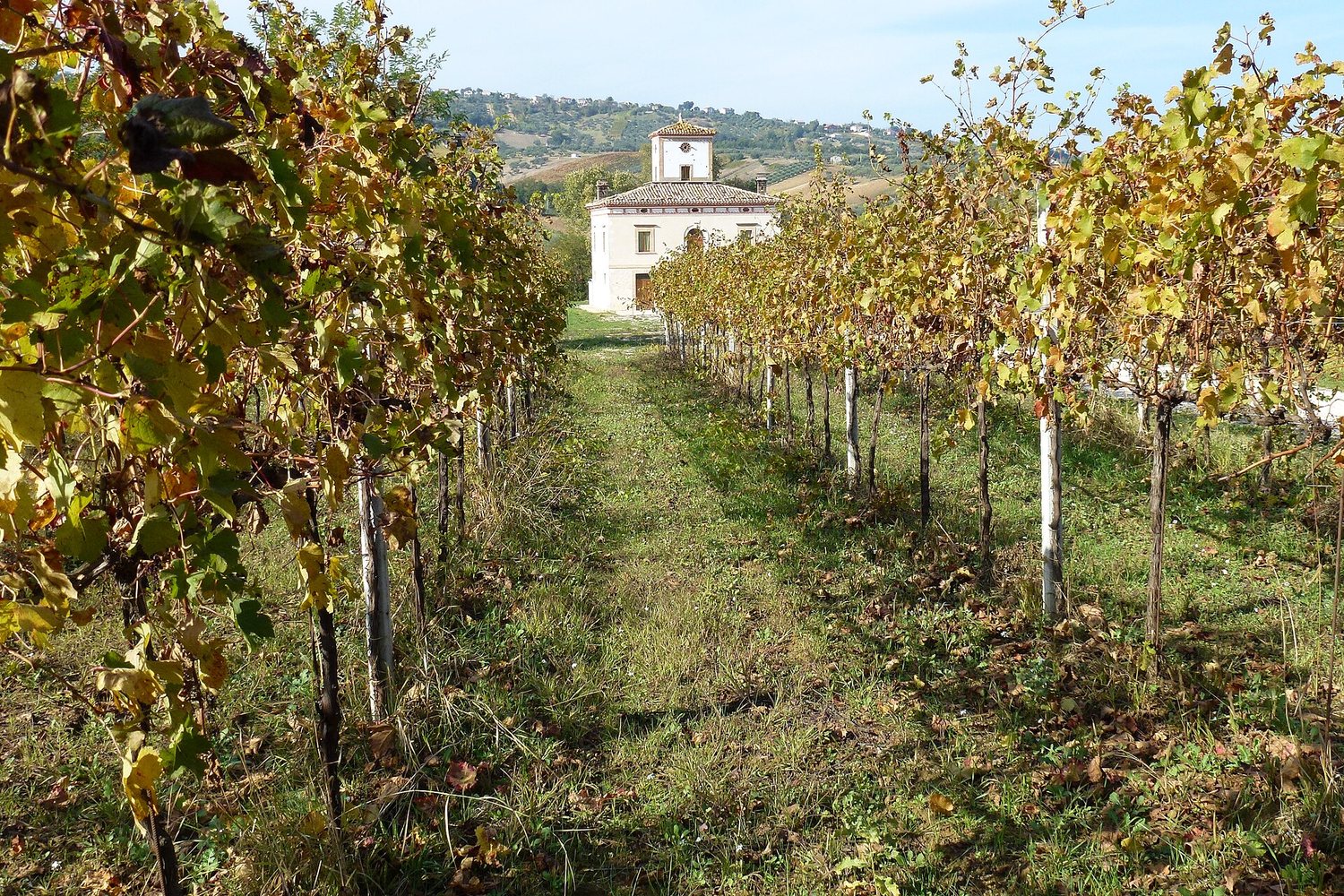 Abruzzo wine region landscape. Photo: maury3001 (CC BY 3.0), via Wikimedia Commons (cropped)