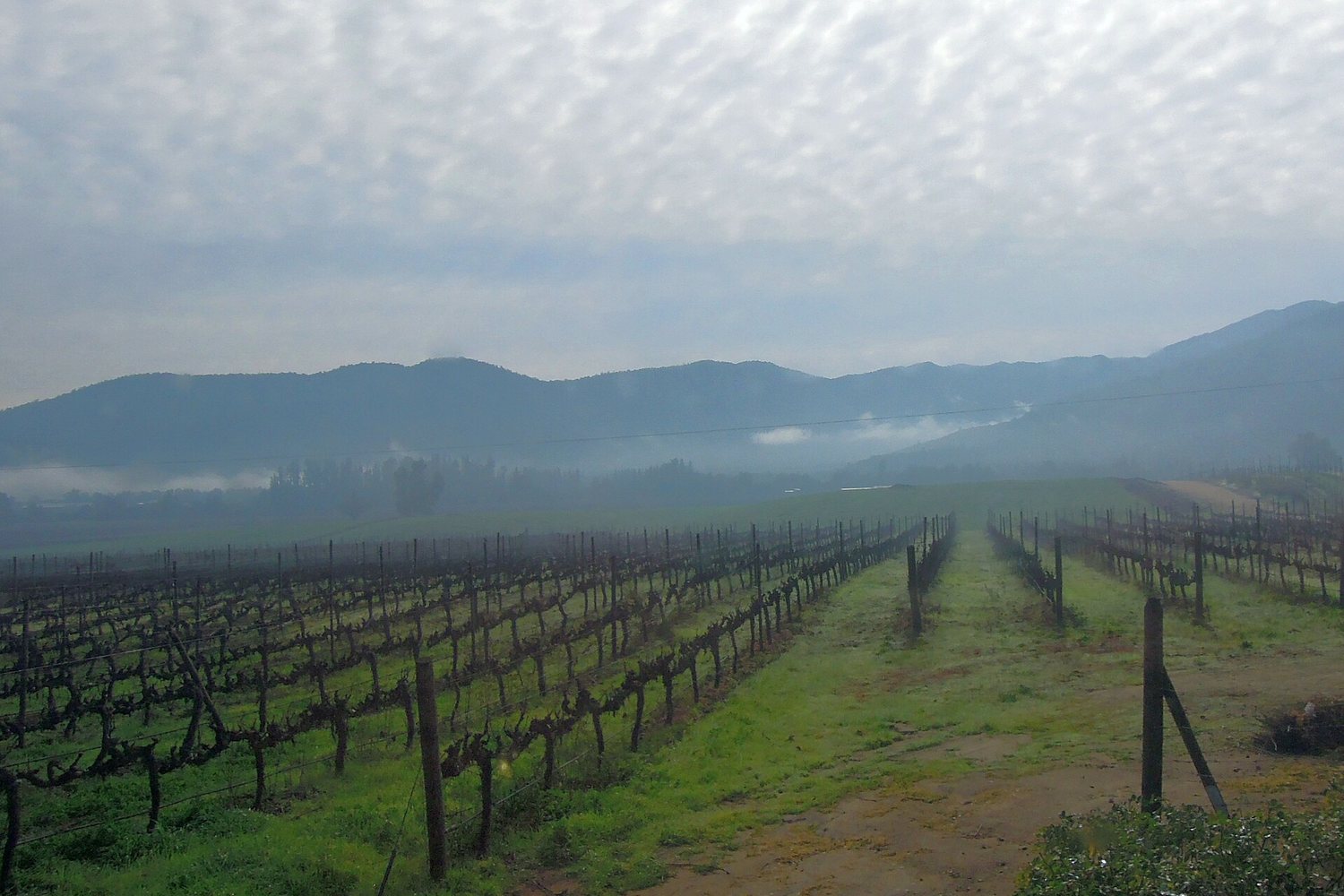 Aconcagua Valley wine region landscape. Photo: Güldem Üstün from Istanbul, TURKEY (CC BY 2.0), via Wikimedia Commons