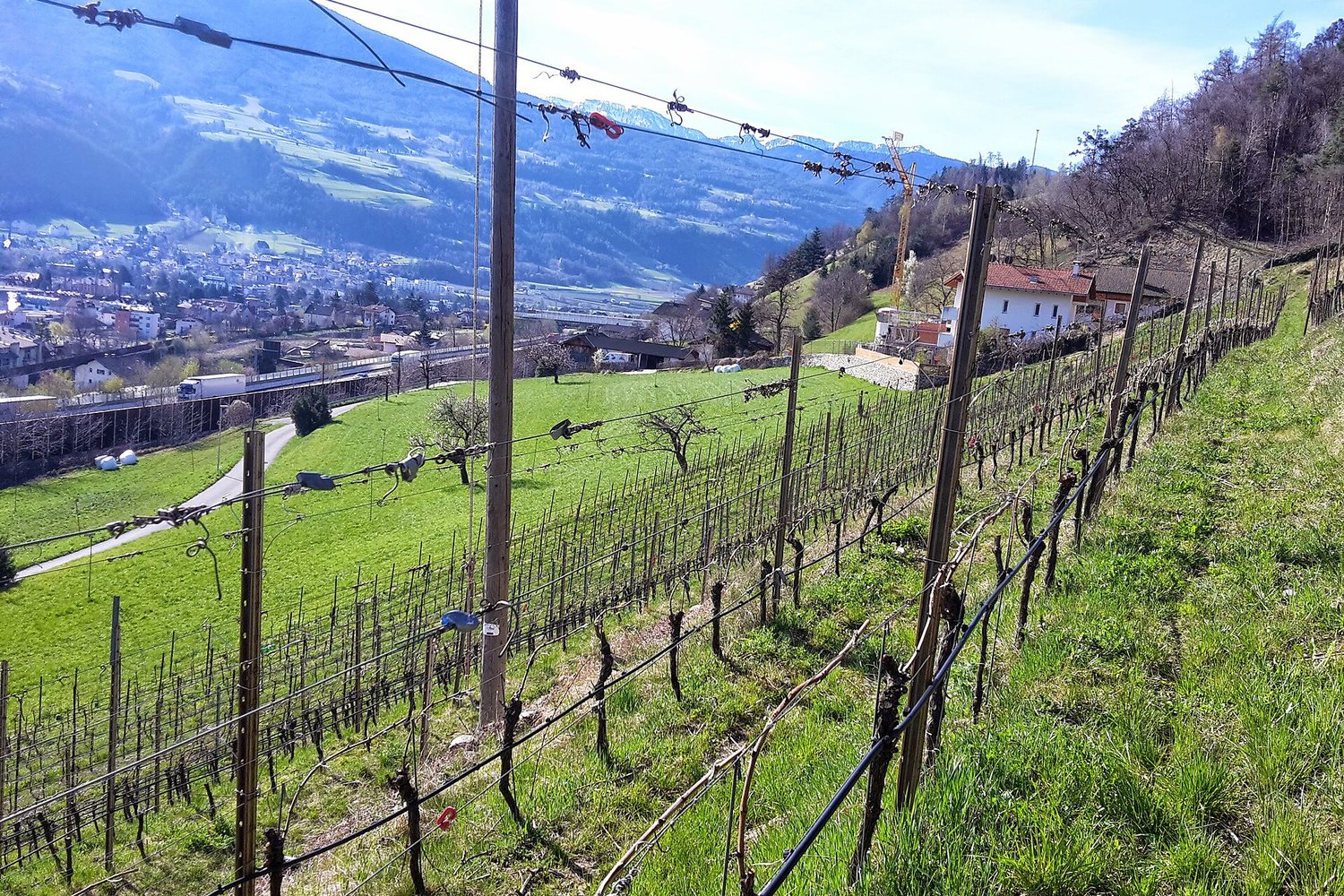 Alto Adige wine region landscape. Photo: walter schatzer (CC BY 3.0), via Wikimedia Commons (cropped)