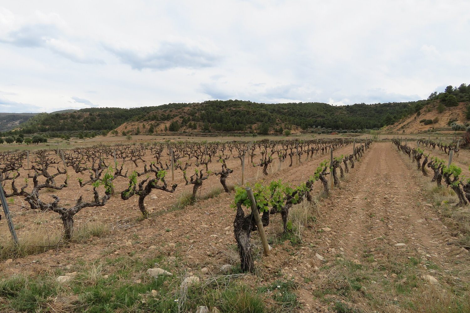Aragon wine region landscape. Photo: Juan Emilio Prades Bel (CC BY 4.0), via Wikimedia Commons (cropped)