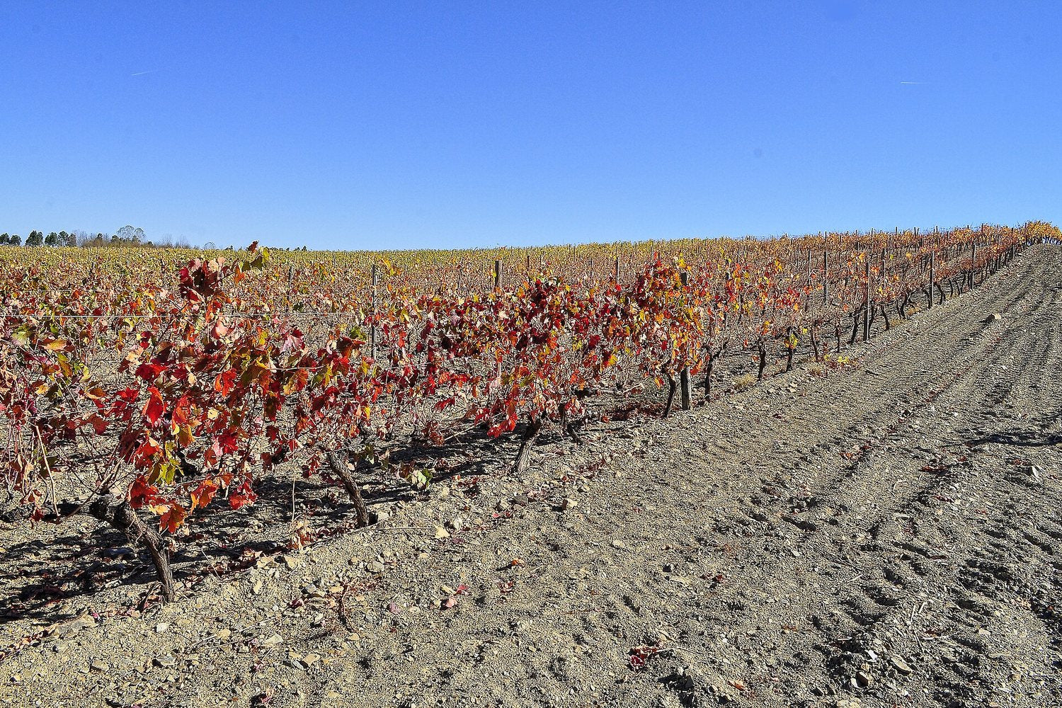 Bairrada wine region landscape. Photo: Frayle from Salamanca, España (CC0), via Wikimedia Commons (cropped)