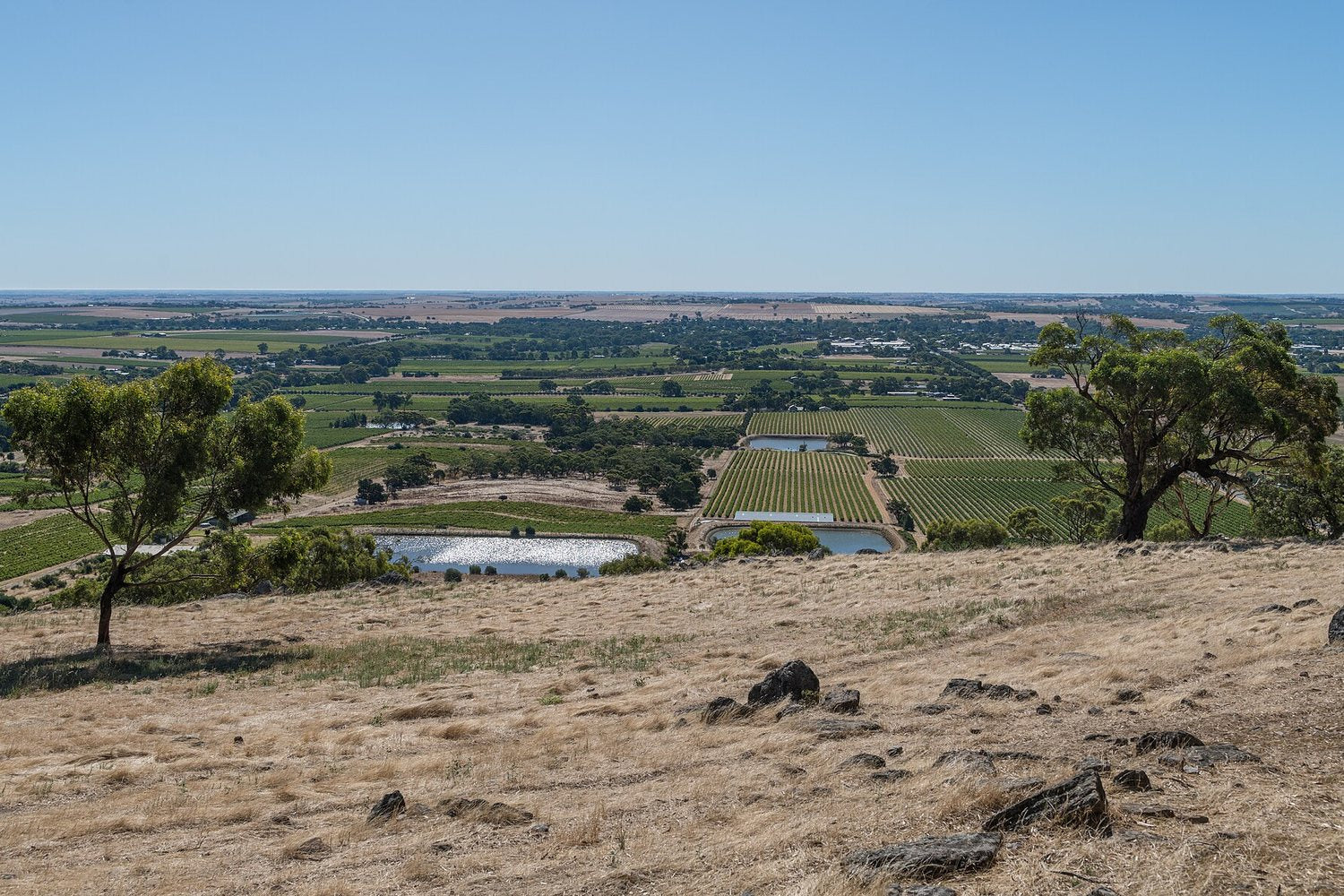 Barossa Valley wine region landscape. Photo: User:DXR (CC BY-SA 4.0), via Wikimedia Commons (cropped)