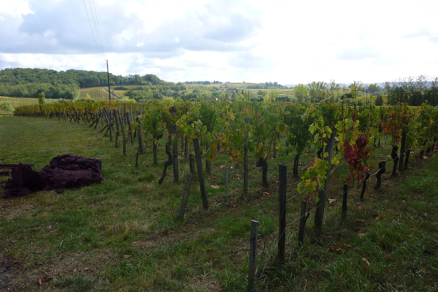 Bordeaux wine region landscape. Photo: davitydave (CC BY 2.0), via Wikimedia Commons