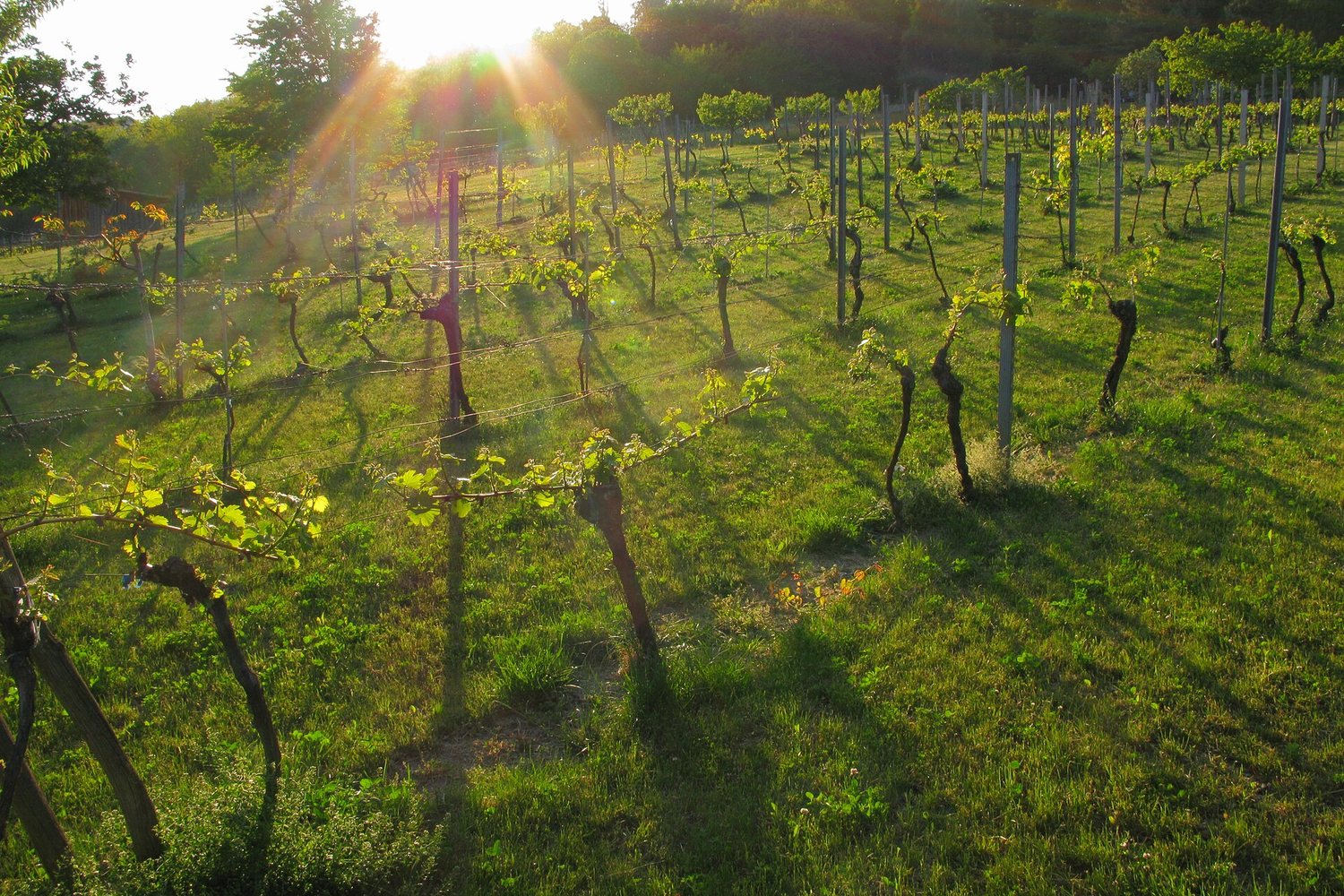 Burgenland wine region landscape. Photo: Rinaldo Wurglitsch from Vienna, Austria (CC BY 2.0), via Wikimedia Commons (cropped)