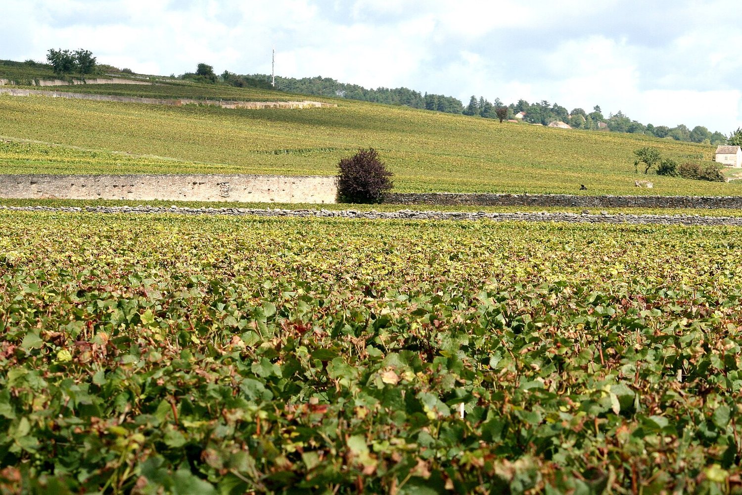 Burgundy wine region landscape. Photo: Megan Mallen (CC BY 2.0), via Wikimedia Commons