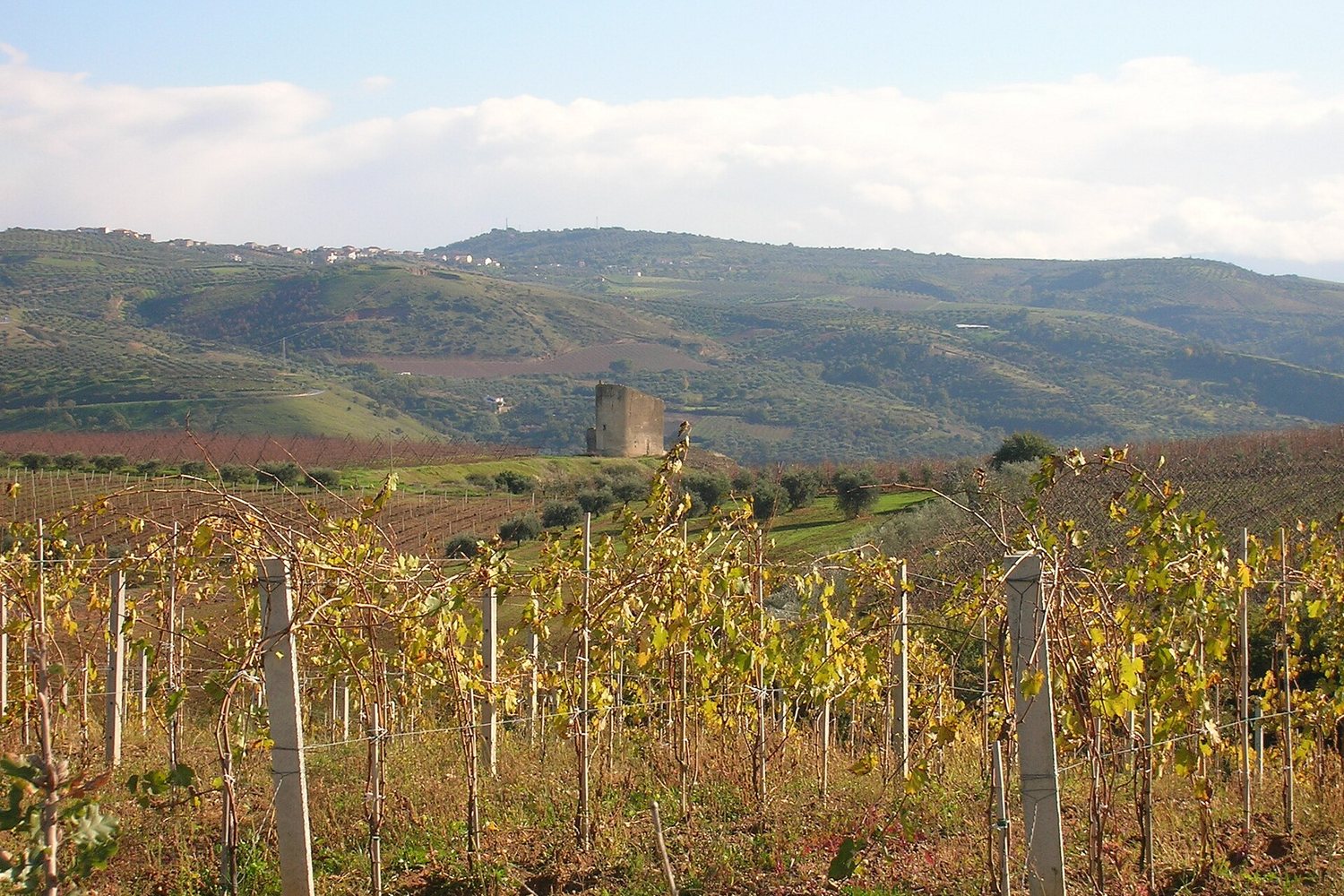 Calabria wine region landscape. Photo: Enigma87 at Italian Wikipedia (Public domain), via Wikimedia Commons (cropped)
