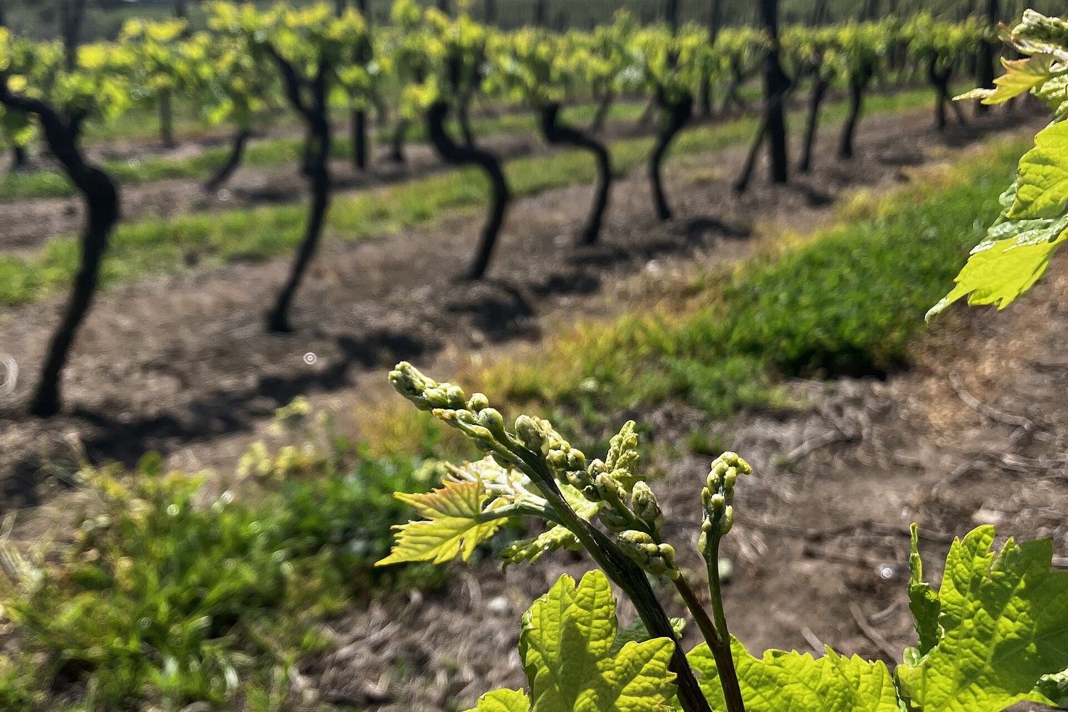 Canelones wine region landscape. Photo: Efeland (CC BY-SA 4.0), via Wikimedia Commons
