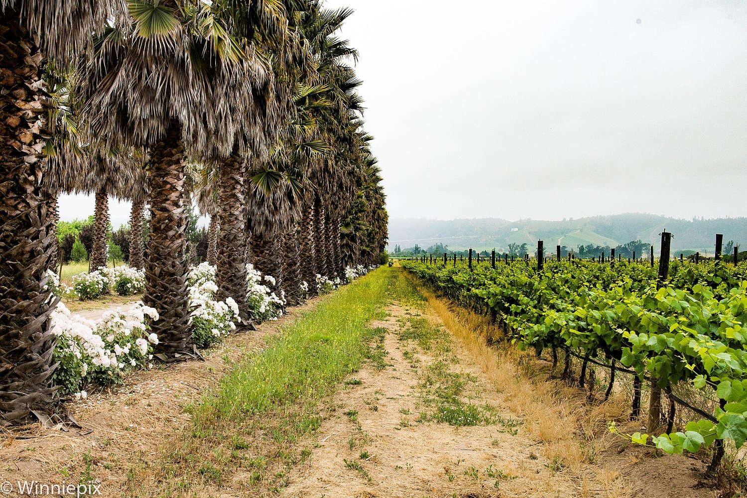 Casablanca Valley wine region landscape. Photo: Winniepix (CC BY 2.0), via Wikimedia Commons (cropped)
