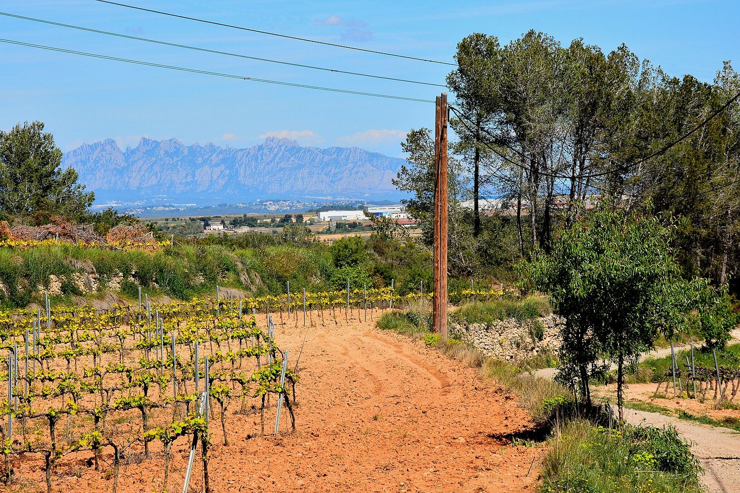 Catalonia wine region landscape. Photo: Mike McBey (CC BY 2.0), via Wikimedia Commons