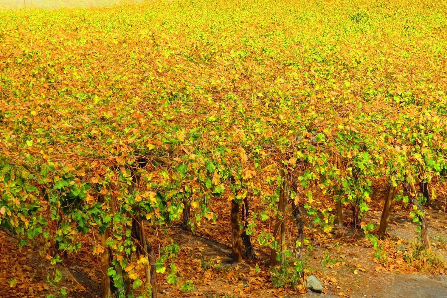 Central Valley wine region landscape. Photo: Rosario Nieto Chadwick (CC BY 3.0), via Wikimedia Commons