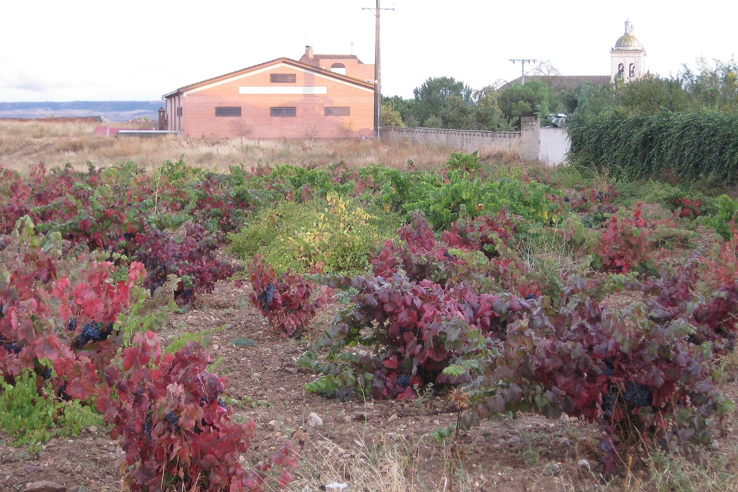 Cigales wine region landscape. Photo: Javierme Javier Mediavilla Ezquibela (CC BY 3.0), via Wikimedia Commons (cropped)