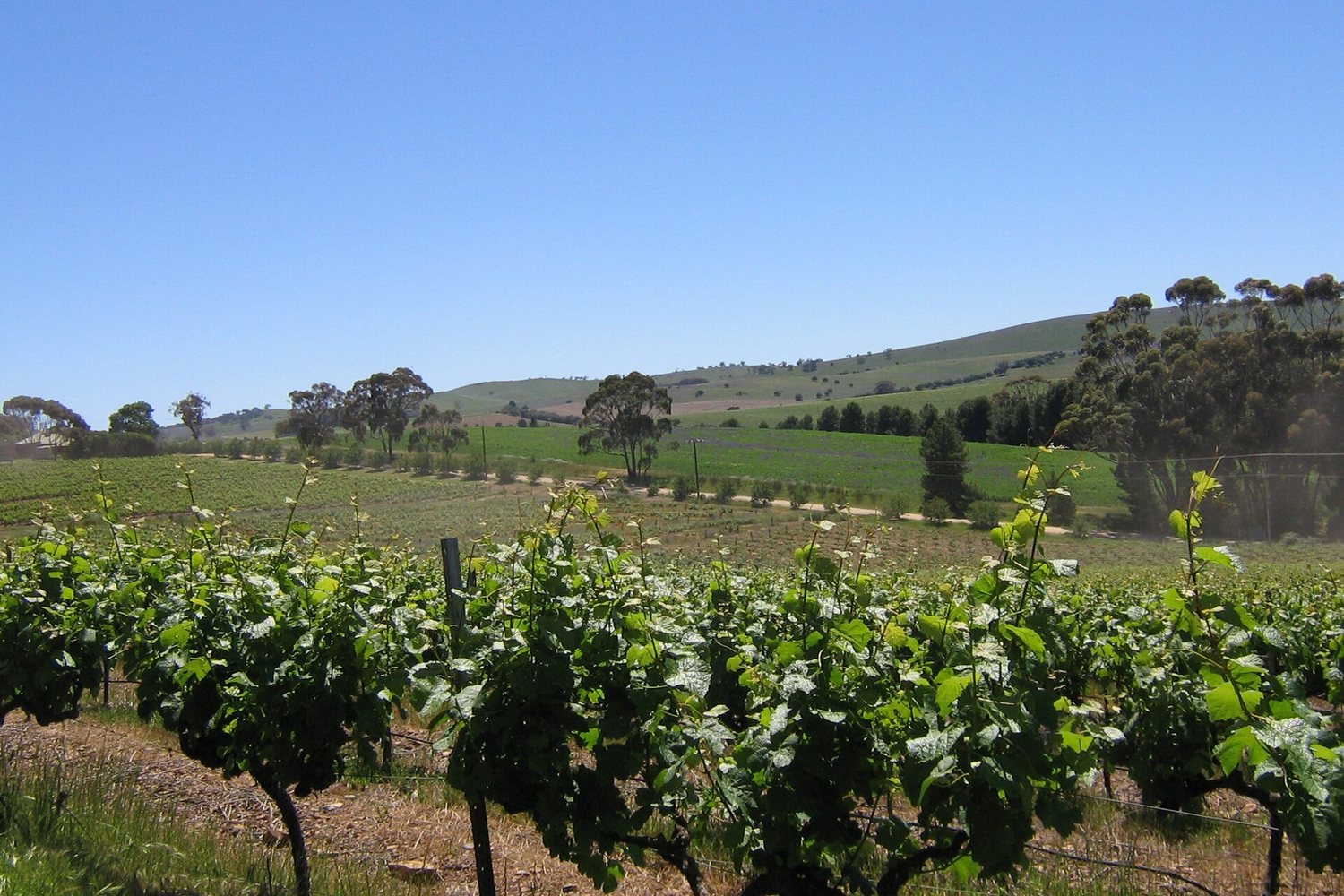 Clare Valley wine region landscape. Photo: Scott Davis (CC BY-SA 3.0), via Wikimedia Commons