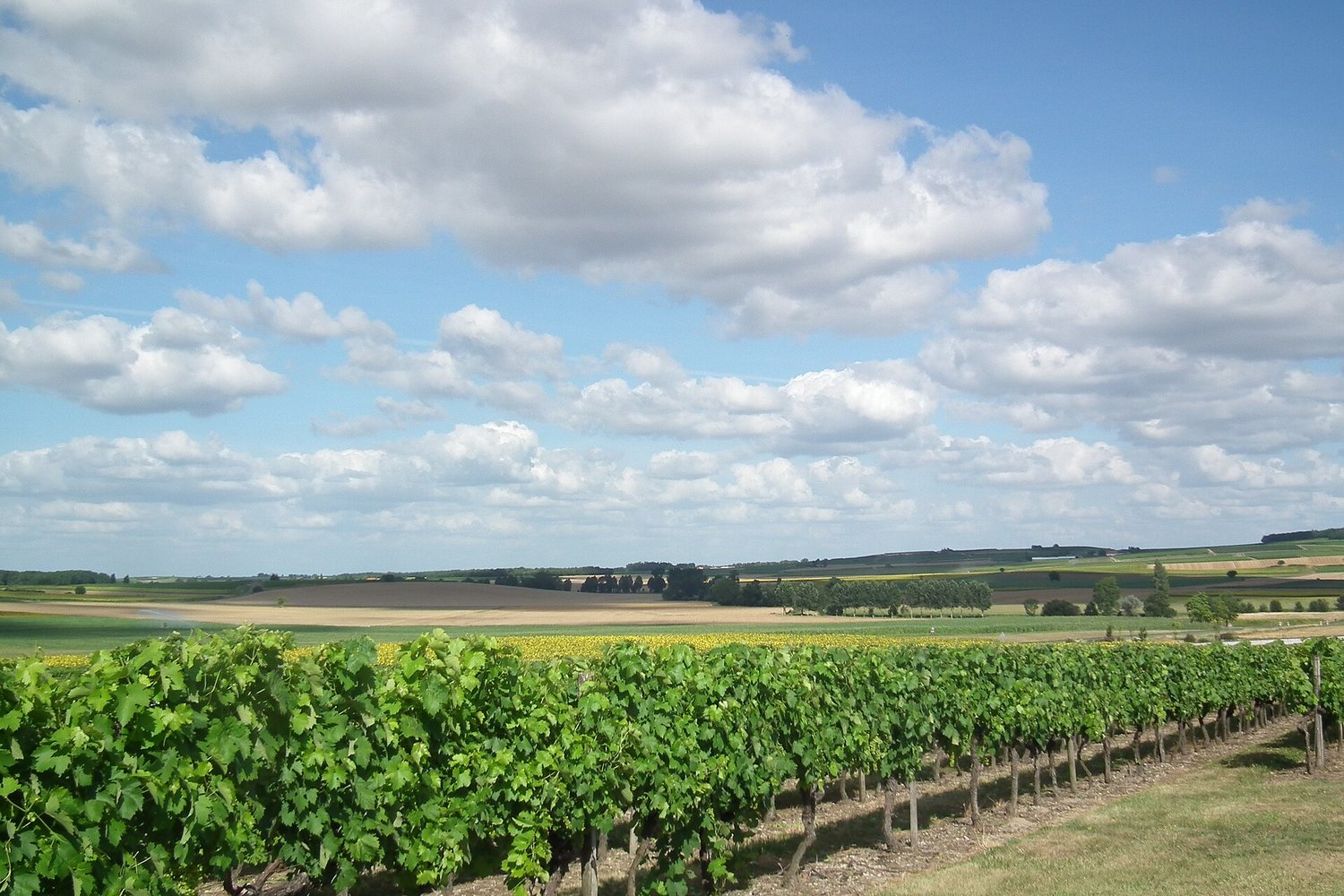 Cognac wine region landscape. Photo: Cobber17 (CC BY 3.0), via Wikimedia Commons