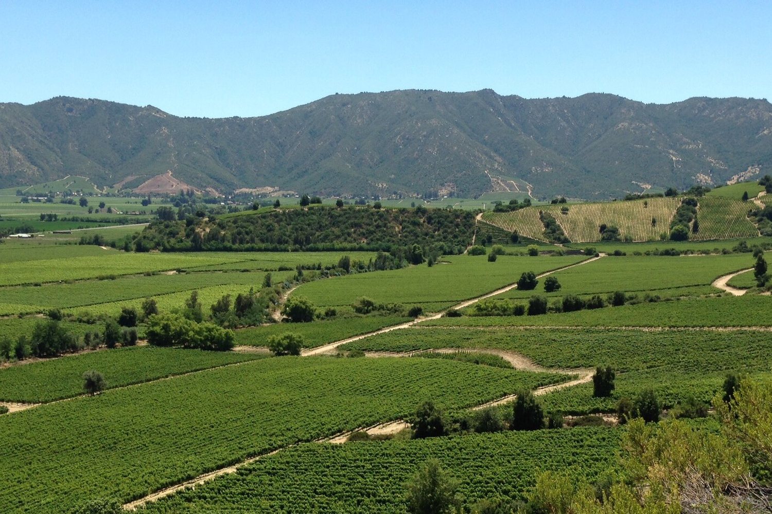 Colchagua Valley wine region landscape. Photo: Tjeerd Wiersma from Amsterdam, Netherlands. (CC BY 2.0), via Wikimedia Commons