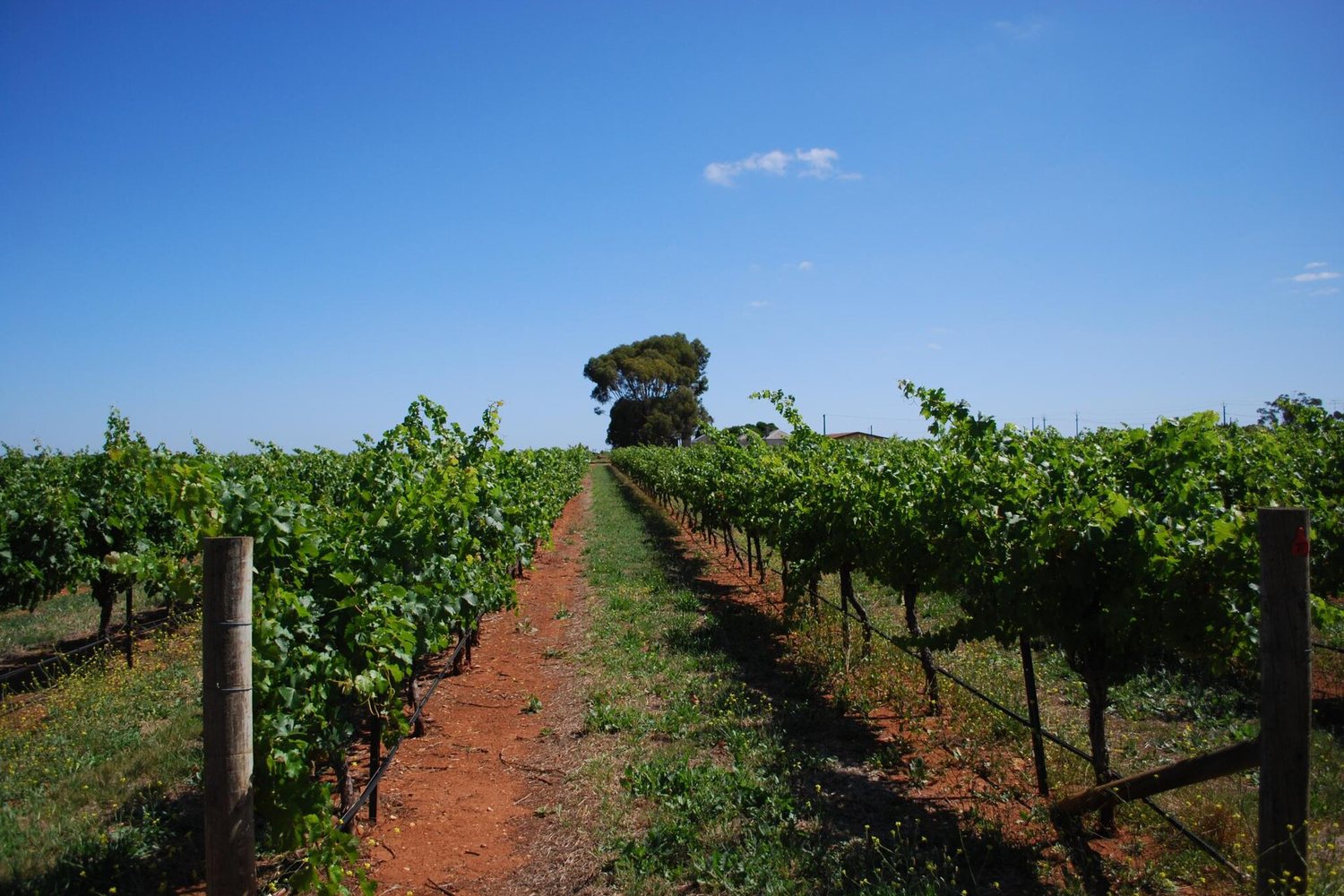 Coonawarra wine region landscape. Photo: Alpha (CC BY-SA 2.0), via Wikimedia Commons