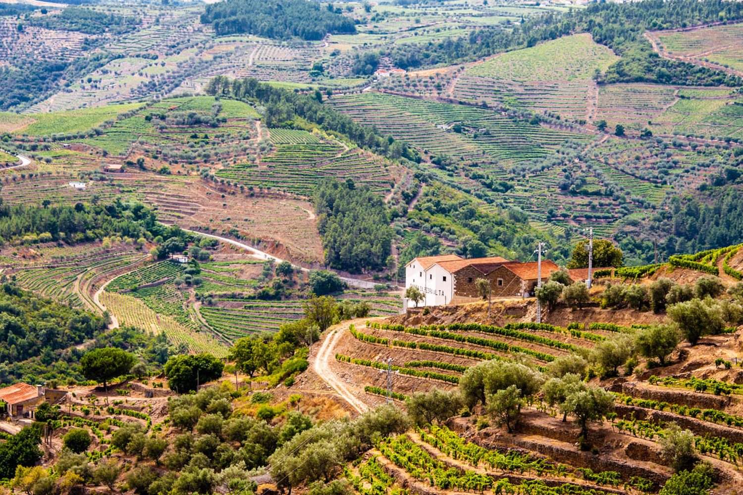 Douro wine region landscape. Photo: mat's eye (CC BY 2.0), via Wikimedia Commons