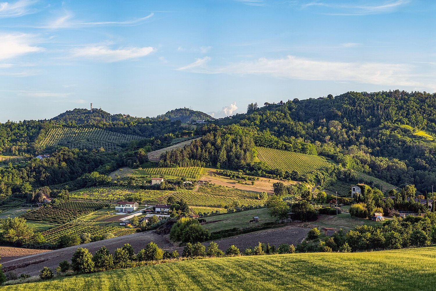 Emilia-Romagna wine region landscape. Photo: Terragio67 (CC BY-SA 4.0), via Wikimedia Commons