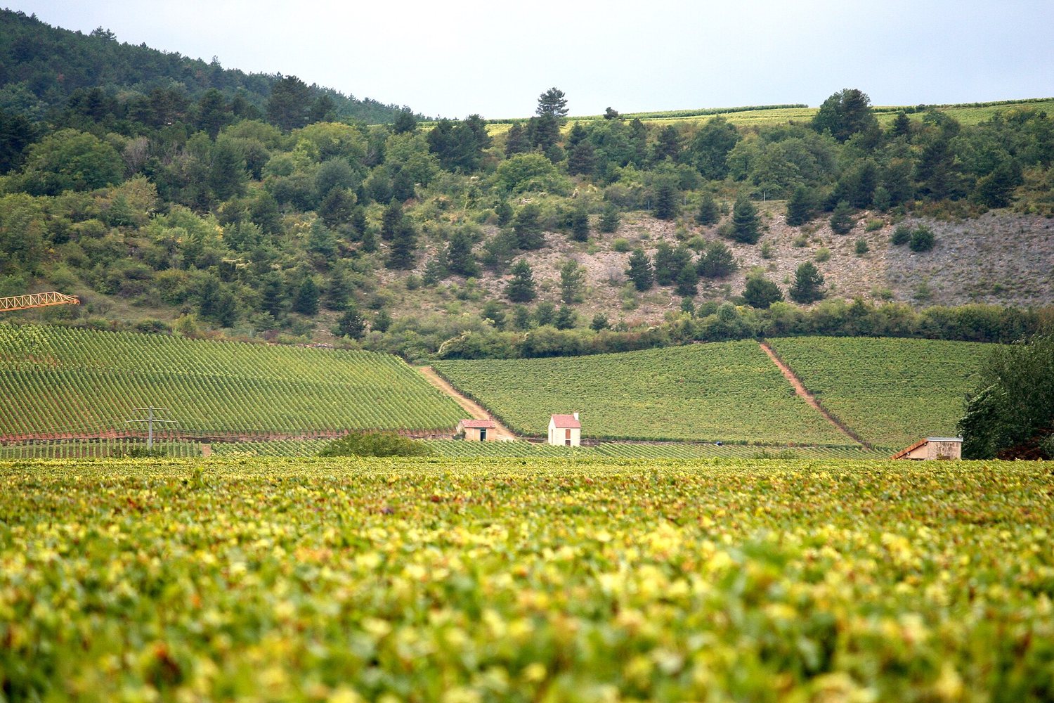 France wine region landscape. Photo: Megan Mallen (CC BY 2.0), via Wikimedia Commons