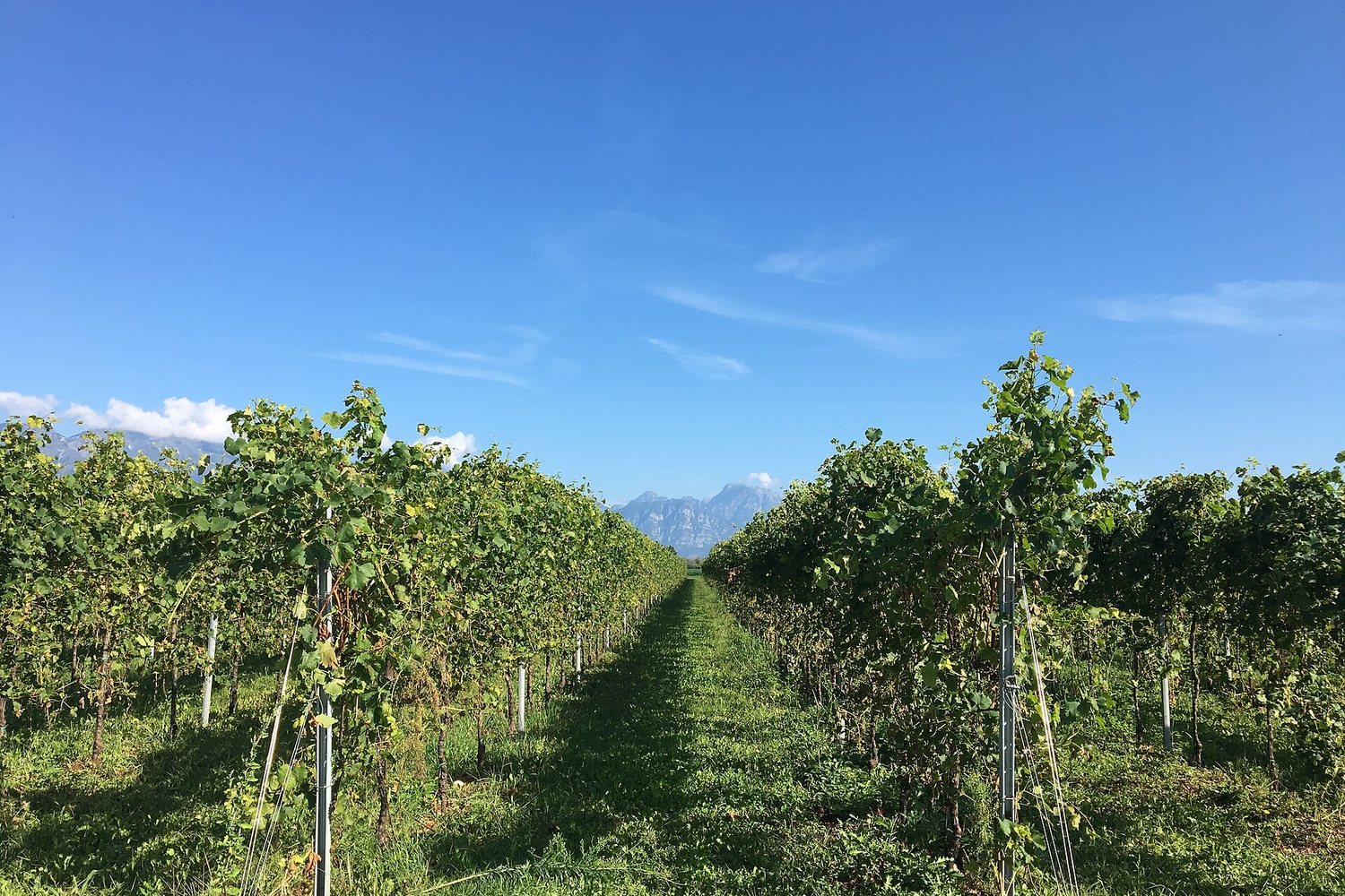 Friuli-Venezia Giulia wine region landscape. Photo: U.S. Air Force photo by Staff Sgt. Heidi Goodsell (Public domain), via Wikimedia Commons