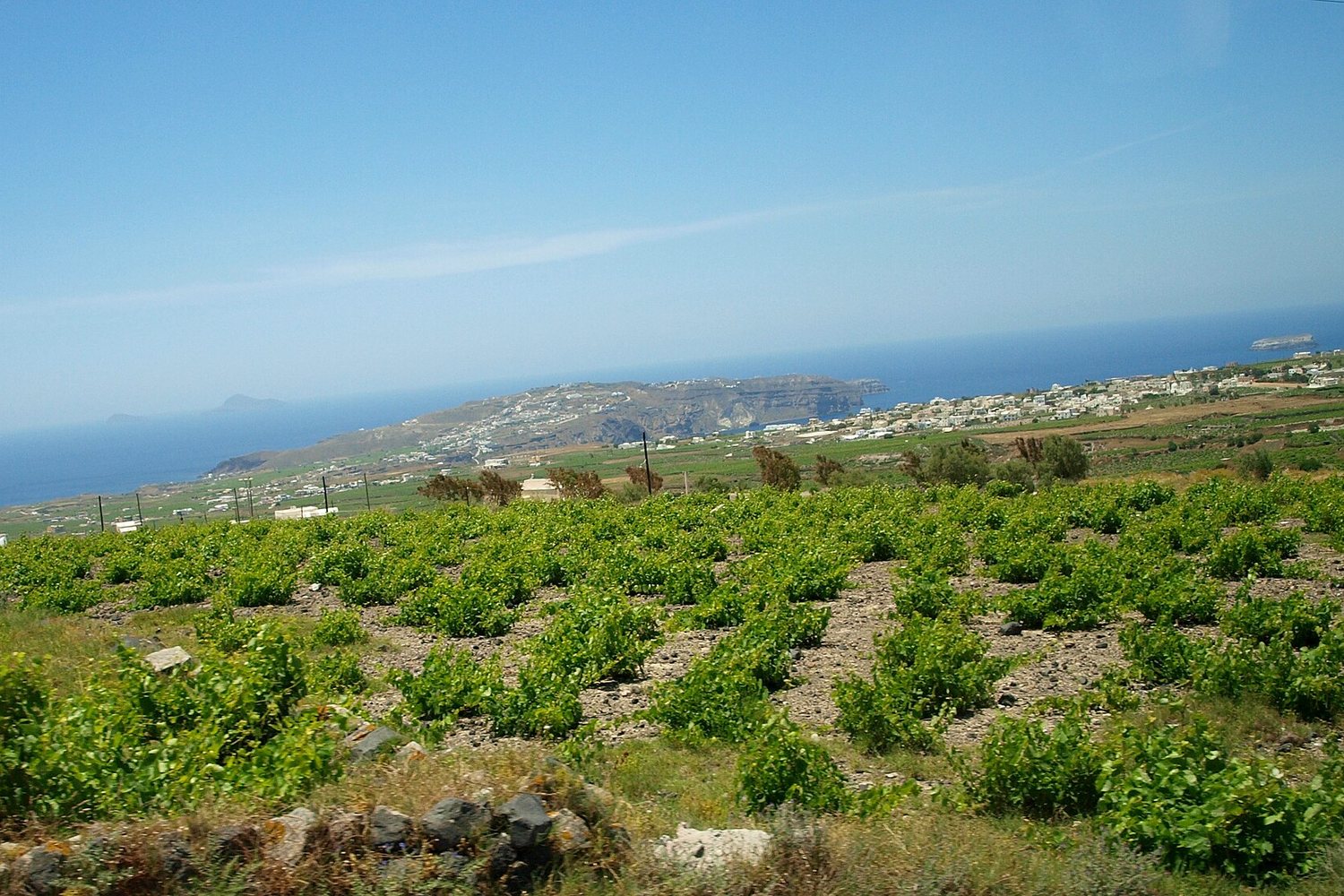 Greece wine region landscape. Photo: Joye~ (CC BY 2.0), via Wikimedia Commons (cropped)