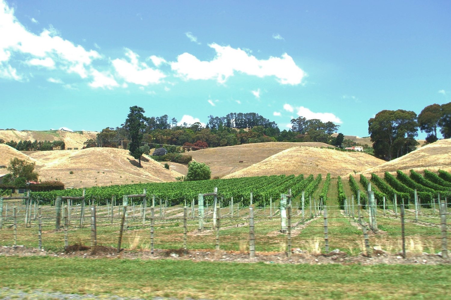 Hawke's Bay wine region landscape. Photo: Citikiwi at English Wikipedia (Public domain), via Wikimedia Commons