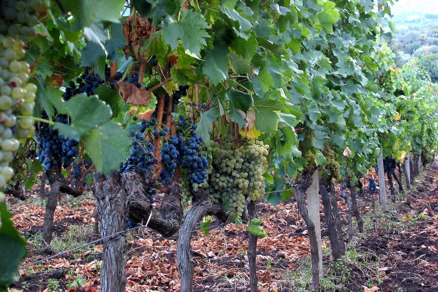 Italy wine region landscape. Photo: Neil Weightman (CC BY 2.0), via Wikimedia Commons (cropped)