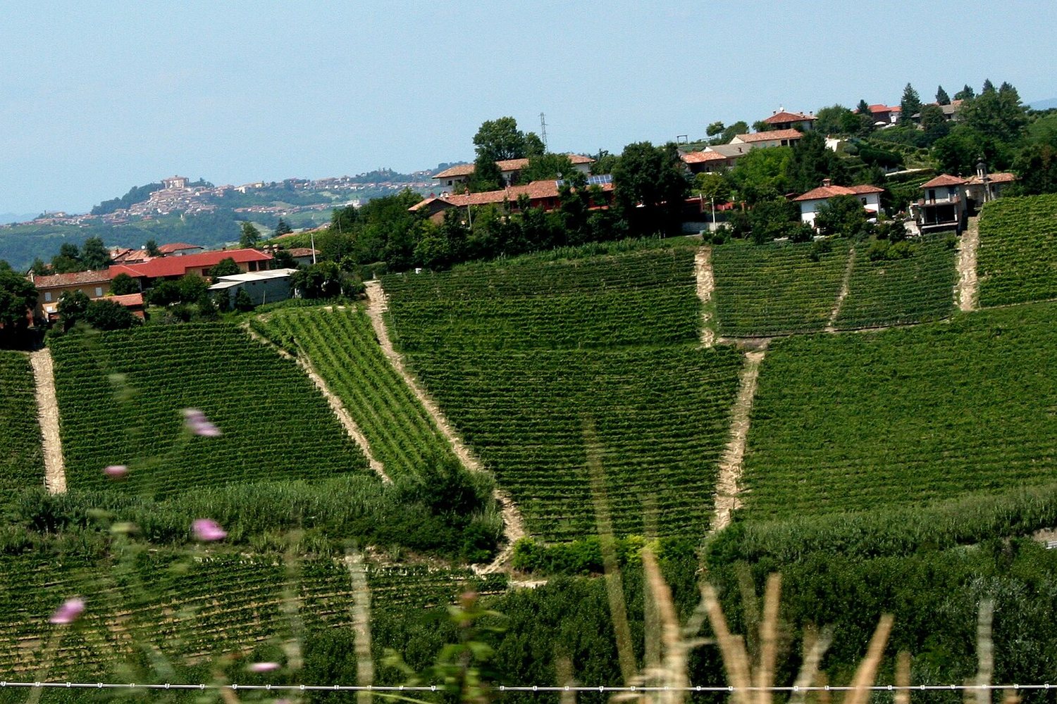 Italy wine region landscape. Photo: Megan Mallen (CC BY 2.0), via Wikimedia Commons