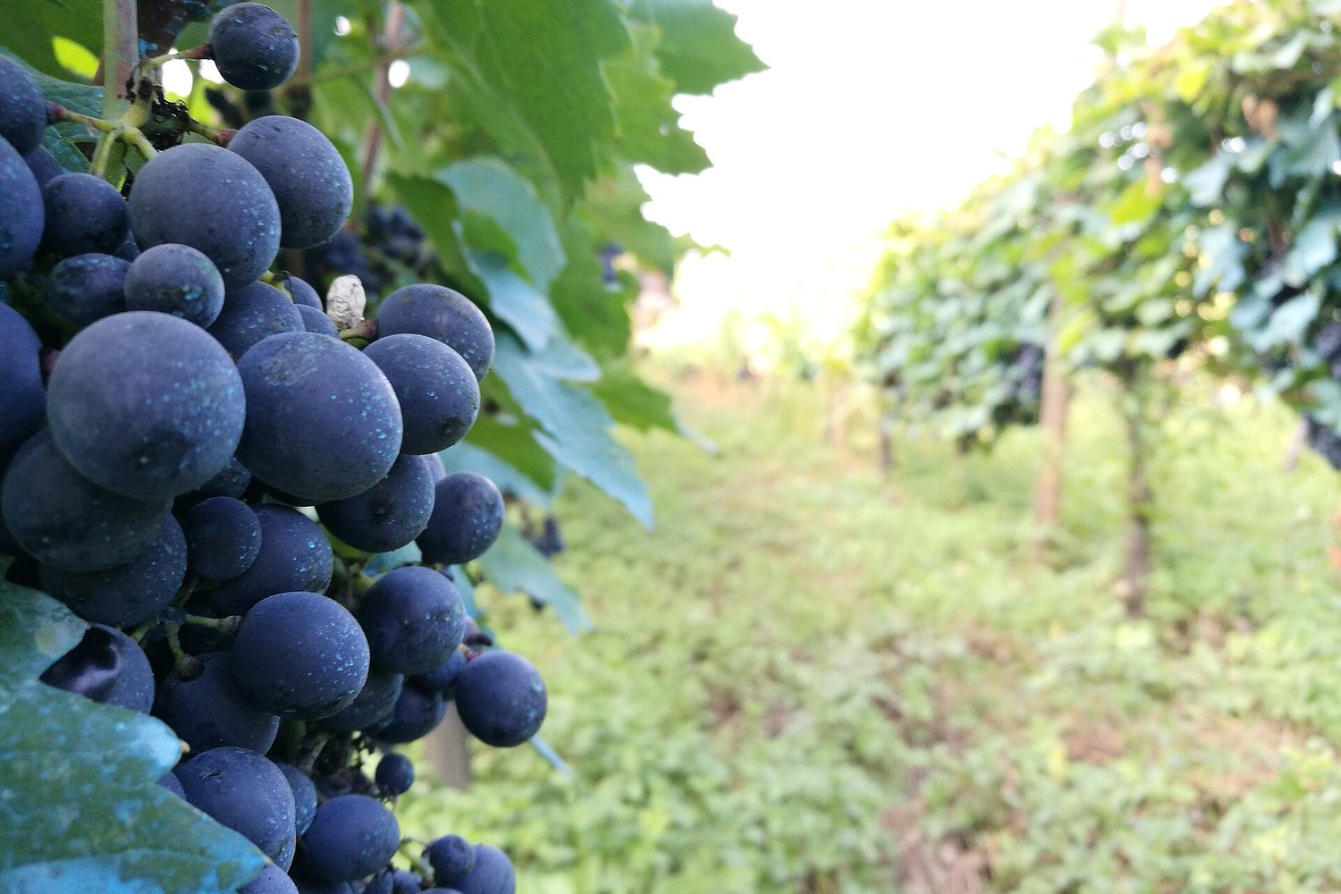Kakheti wine region landscape. Photo: ArcoVanDutch (CC BY 4.0), via Wikimedia Commons