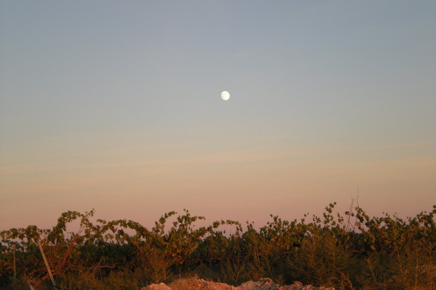 La Mancha wine region landscape. Photo: M.Peinado from Alcalá de Henares, España (CC BY 2.0), via Wikimedia Commons