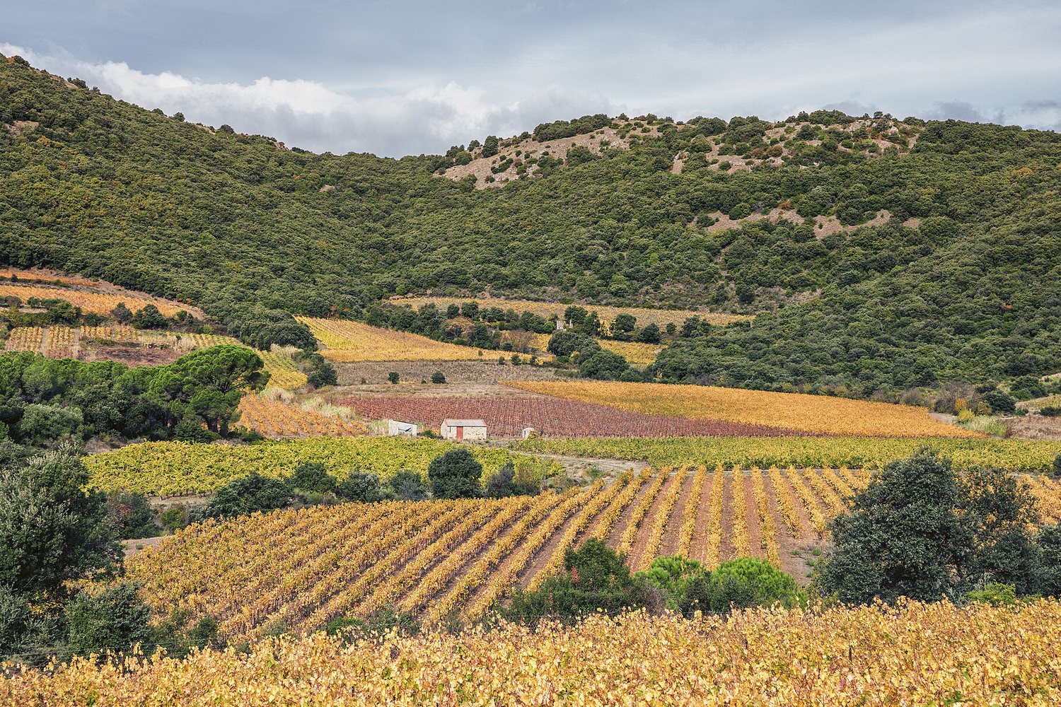 Languedoc-Roussillon wine region landscape. Photo: Christian Ferrer (CC BY 4.0), via Wikimedia Commons
