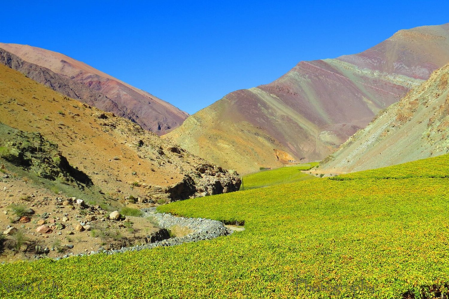 Limarí Valley wine region landscape. Photo: Rosario Nieto Chadwick (CC BY 3.0), via Wikimedia Commons (cropped)